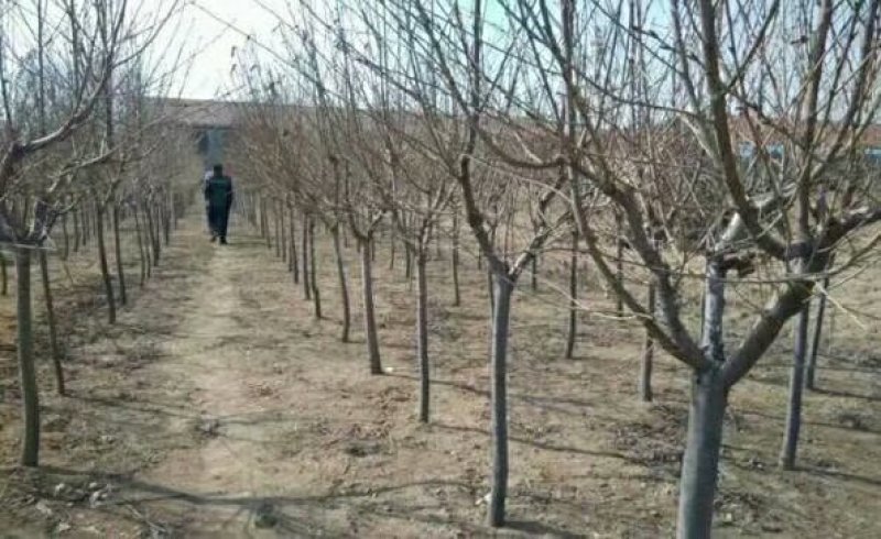 樱花树苗圃直供