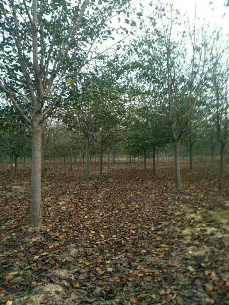 樱花树苗圃直供