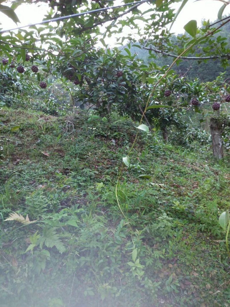 布福娜树苗
