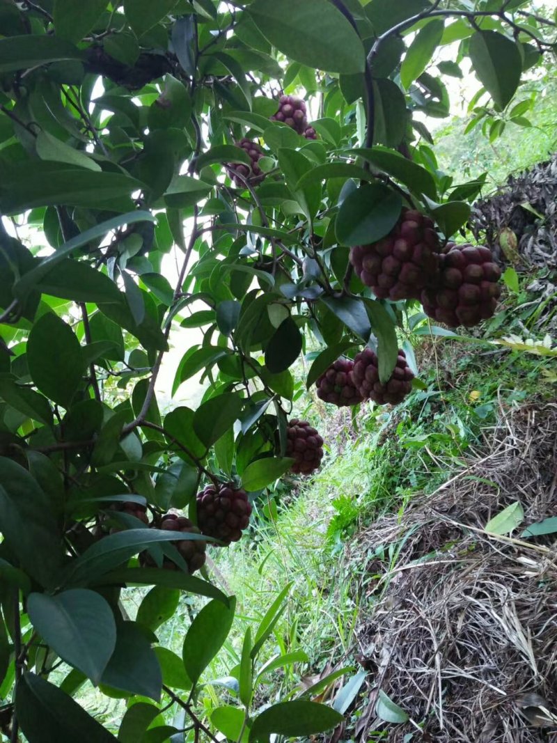布福娜树苗