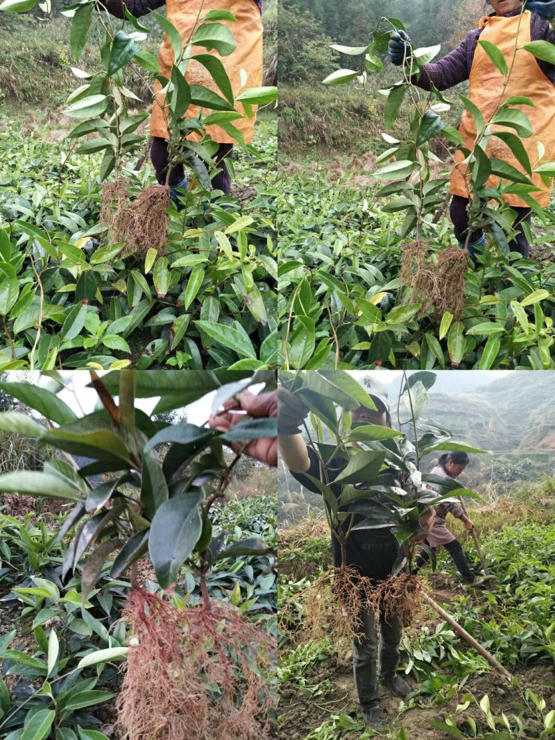 布福娜树苗