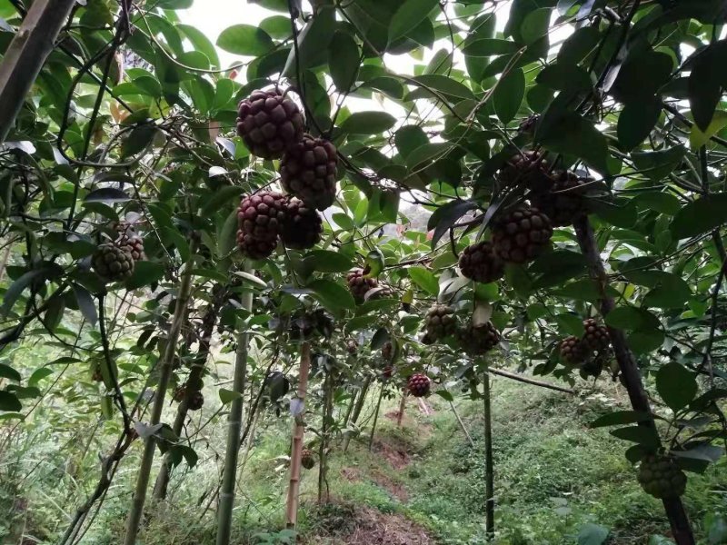 布福娜树苗