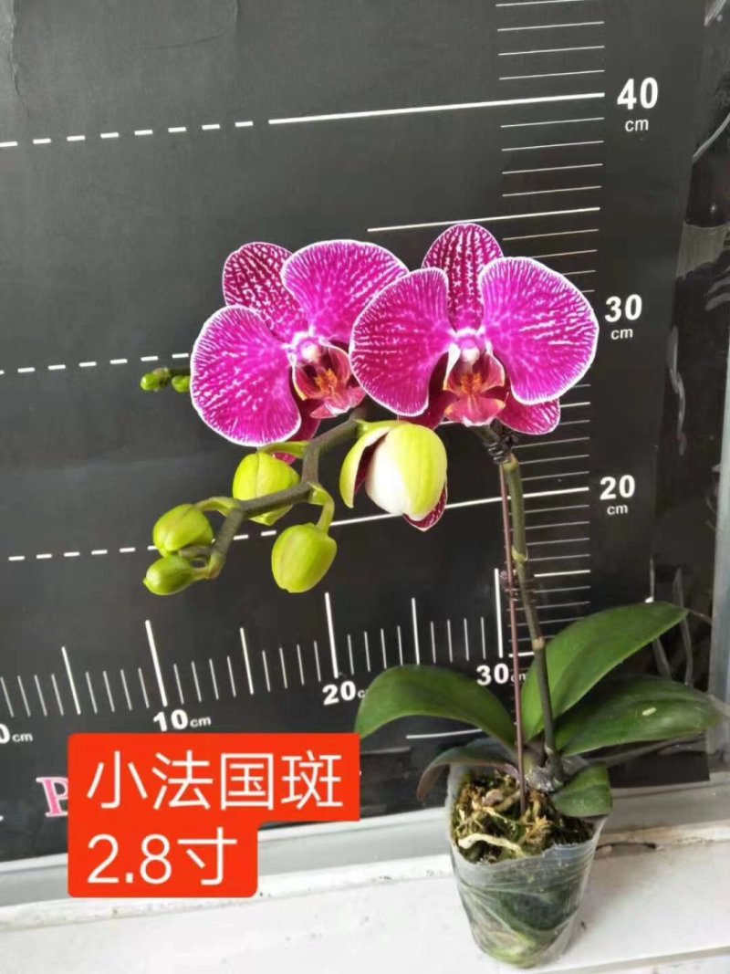 蝴蝶兰