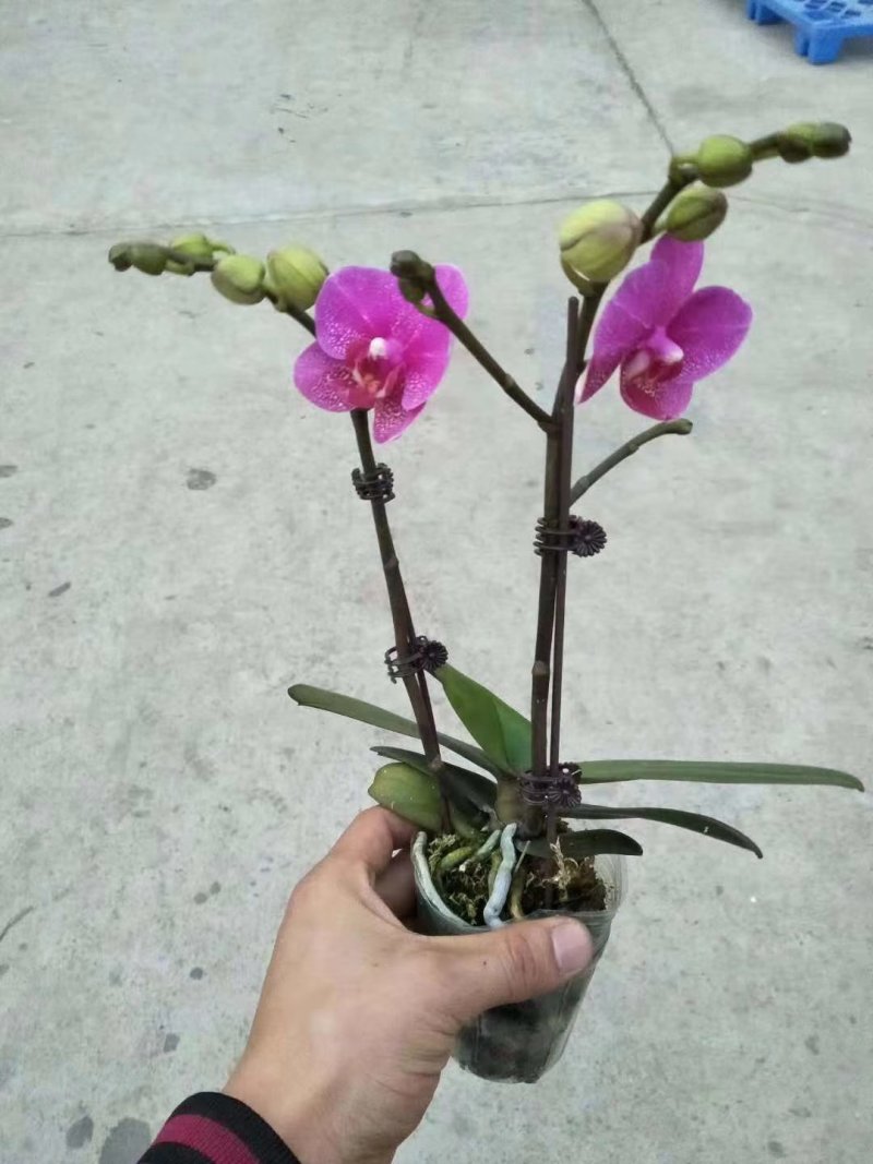 蝴蝶兰