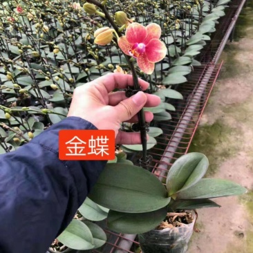蝴蝶兰
