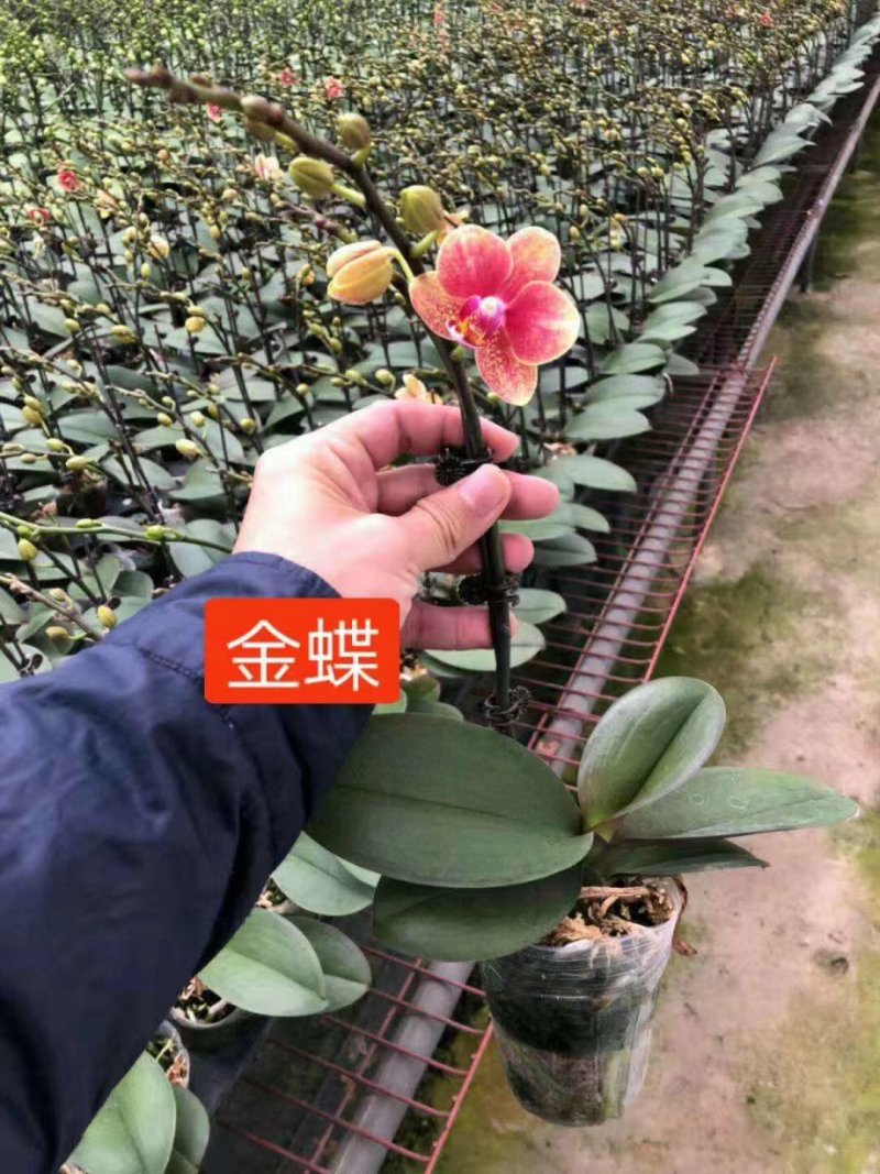 蝴蝶兰