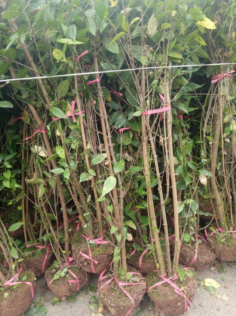 丛生腊梅，素心腊梅，，盆栽素心腊梅，各种规格丛生腊梅