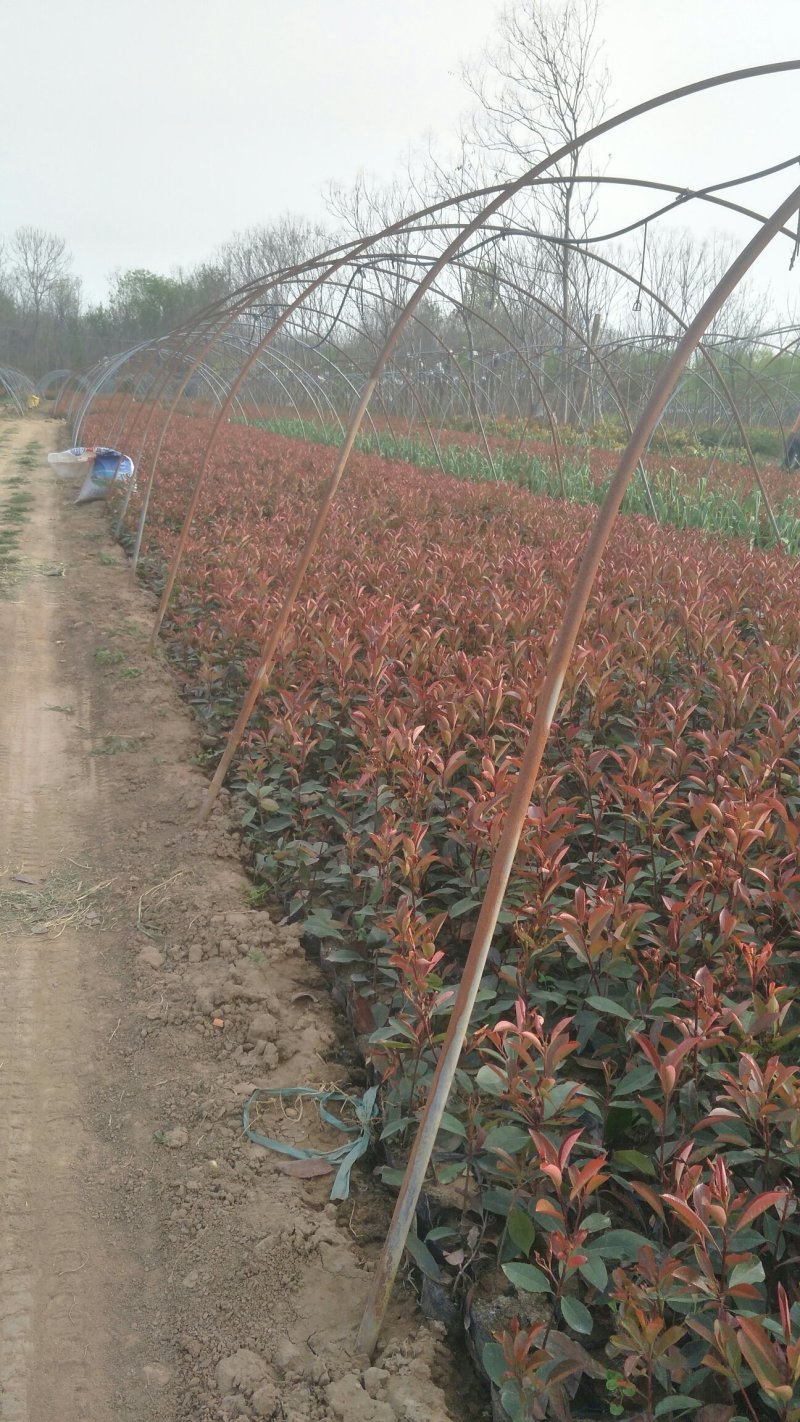 红叶石楠大杯，美人梅，大量出售