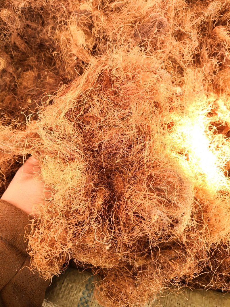 玉米须河南1公斤起批无硫无添加不包邮正品