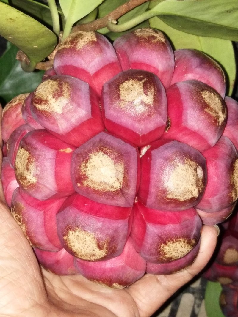 黑老虎，布福娜水果批发，一件代发顺丰包邮