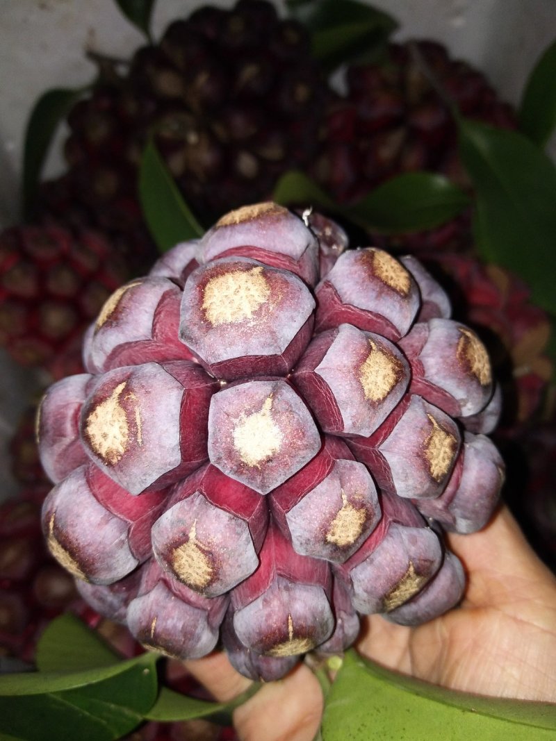 黑老虎，布福娜水果批发，一件代发顺丰包邮