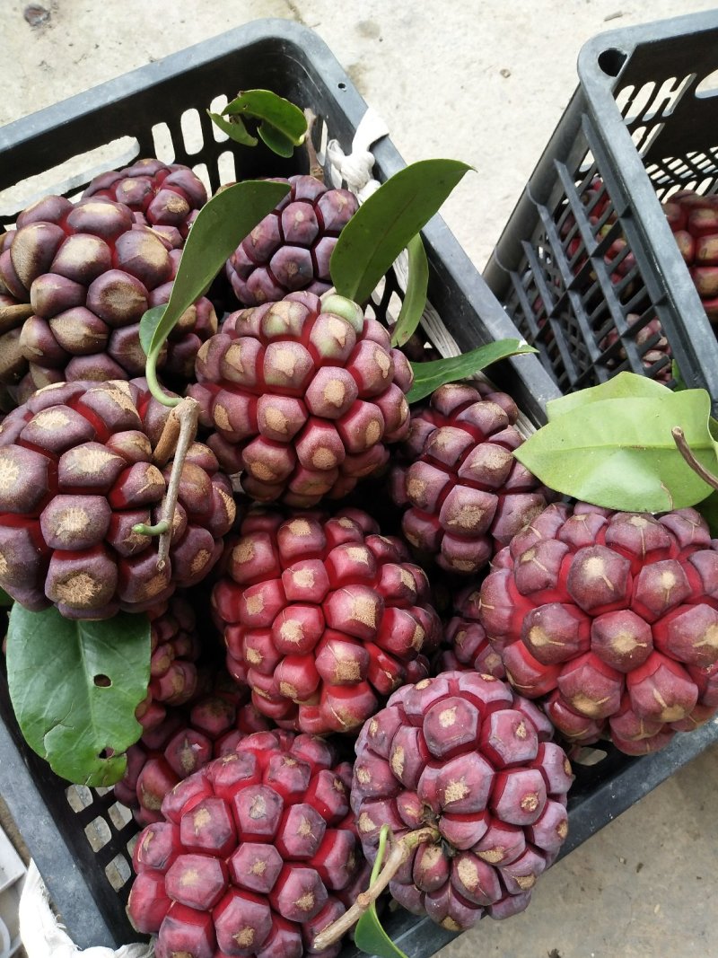 黑老虎，布福娜水果批发，一件代发顺丰包邮