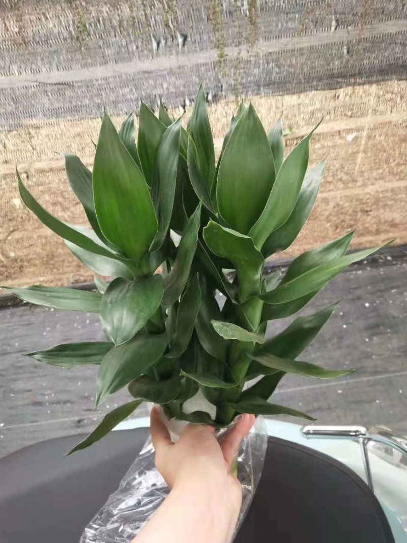 水培观音竹