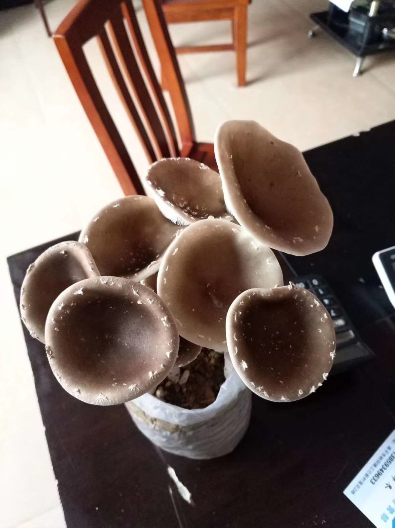 猪肚菇