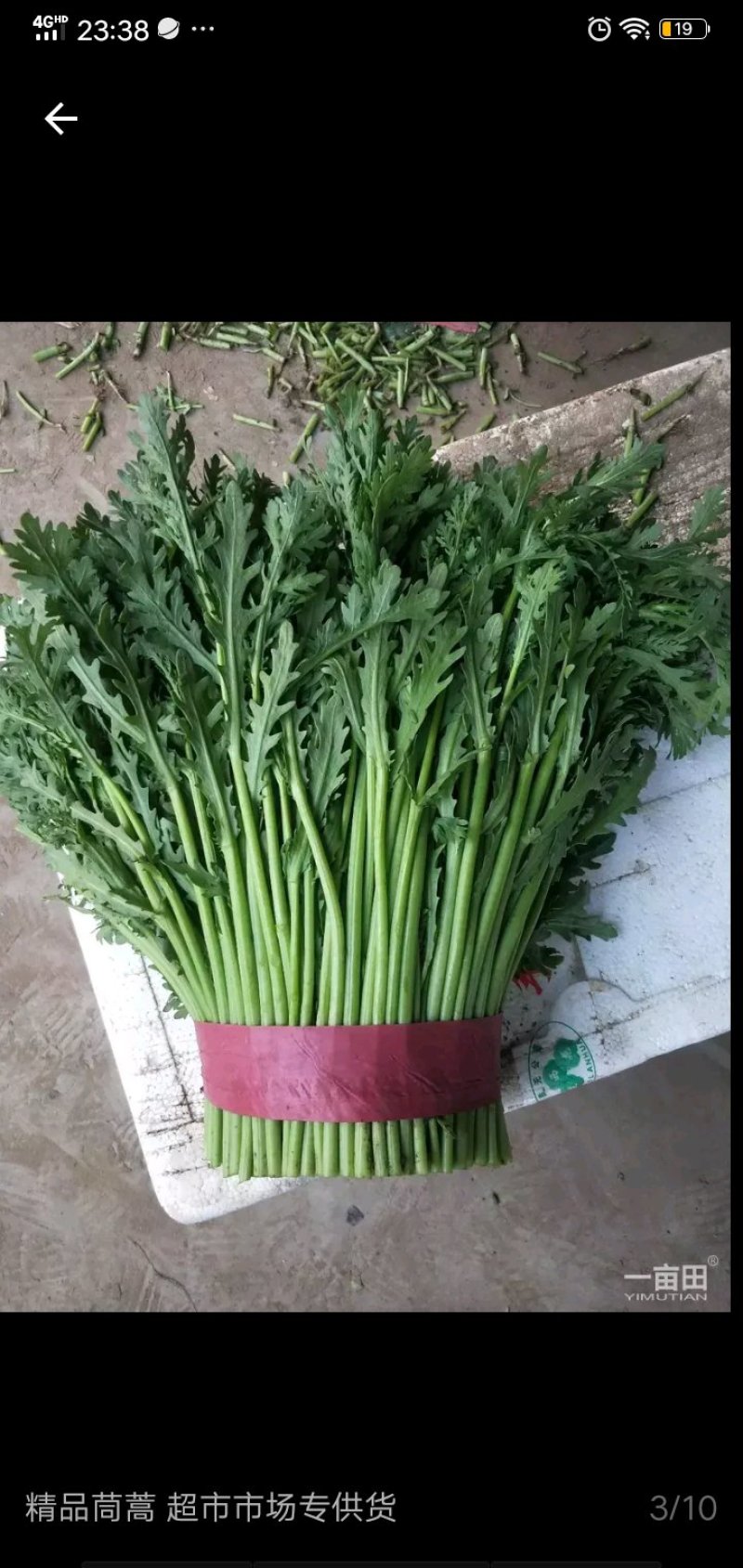 茼蒿