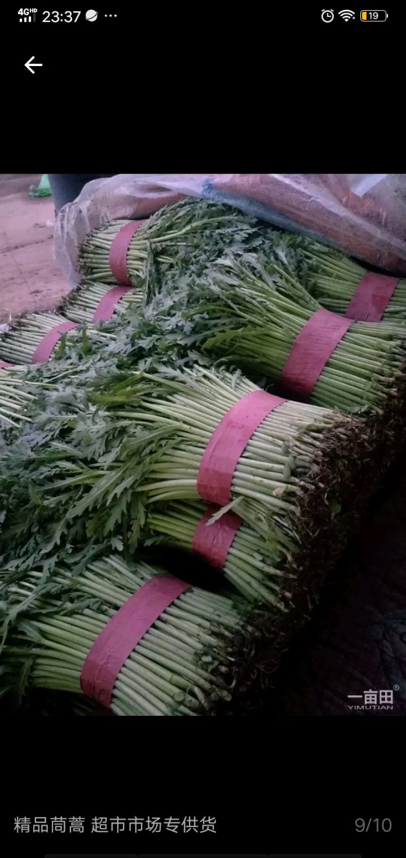 茼蒿
