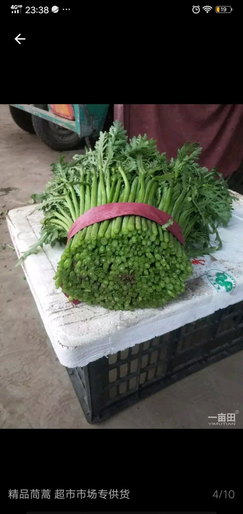 茼蒿