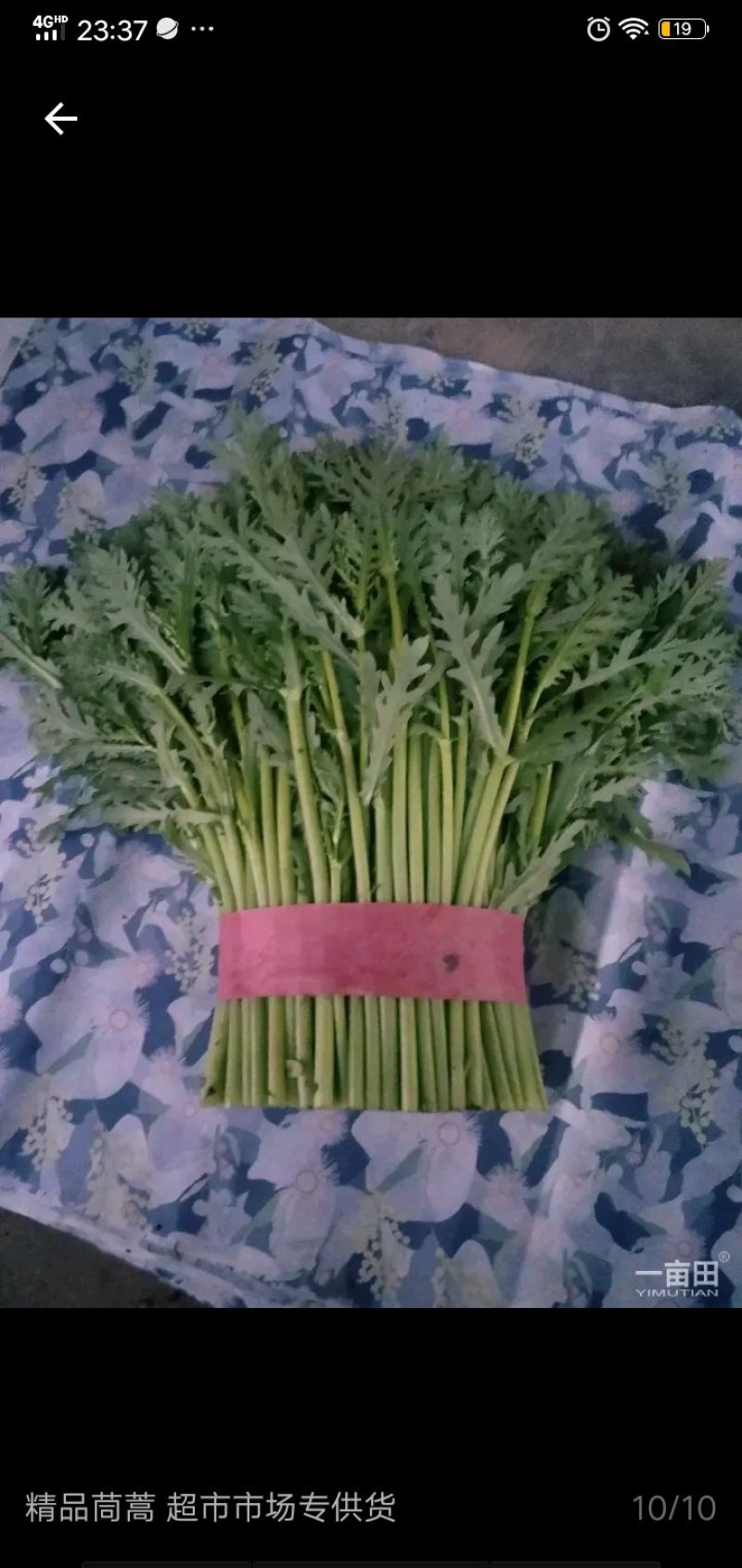 茼蒿