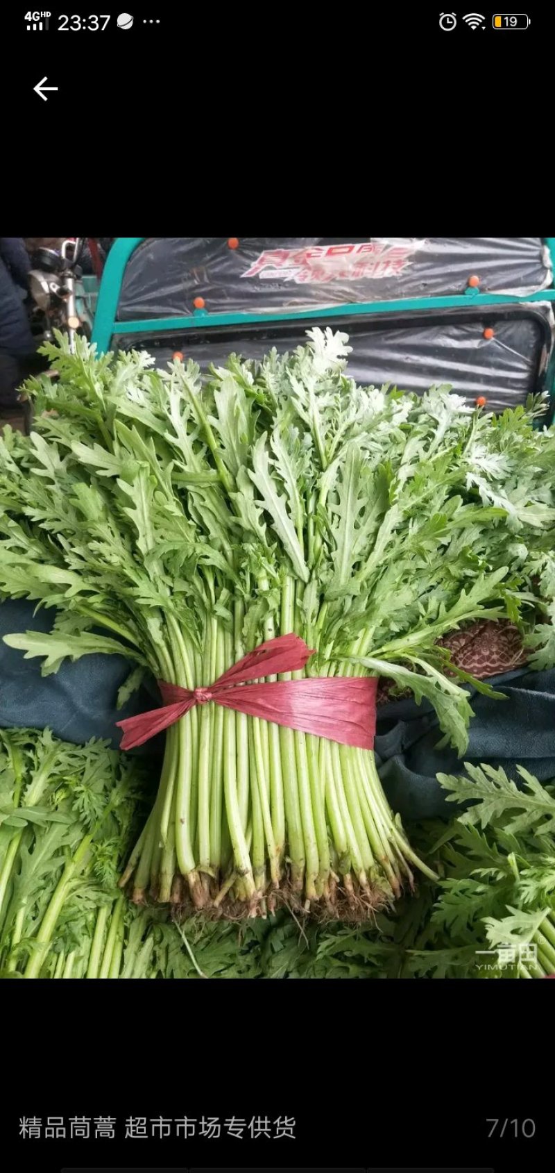 茼蒿
