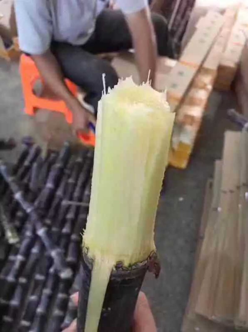 广西玉林市玉州区黑皮甘蔗