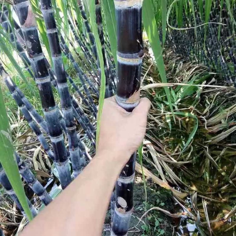 广西玉林市玉州区黑皮甘蔗