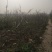 晚秋黄梨树
