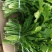 精品荠菜