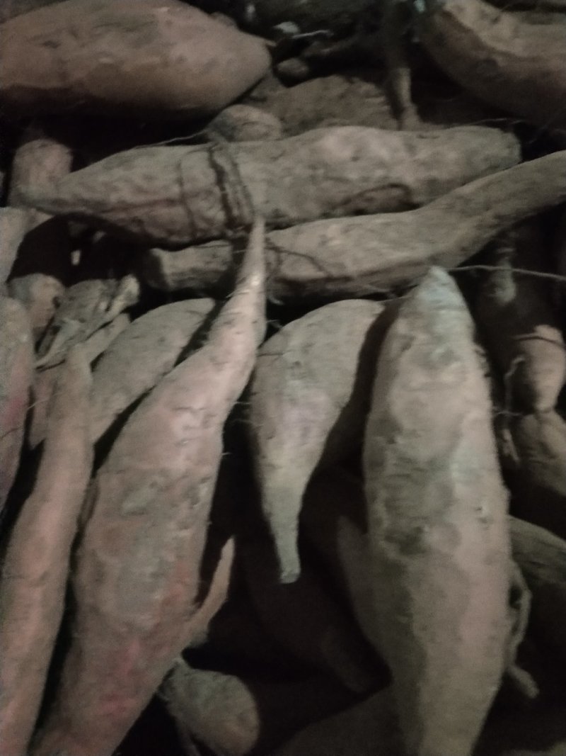 大量供应红薯品种有龙薯九，龙薯6o1，济薯二十六，西瓜红