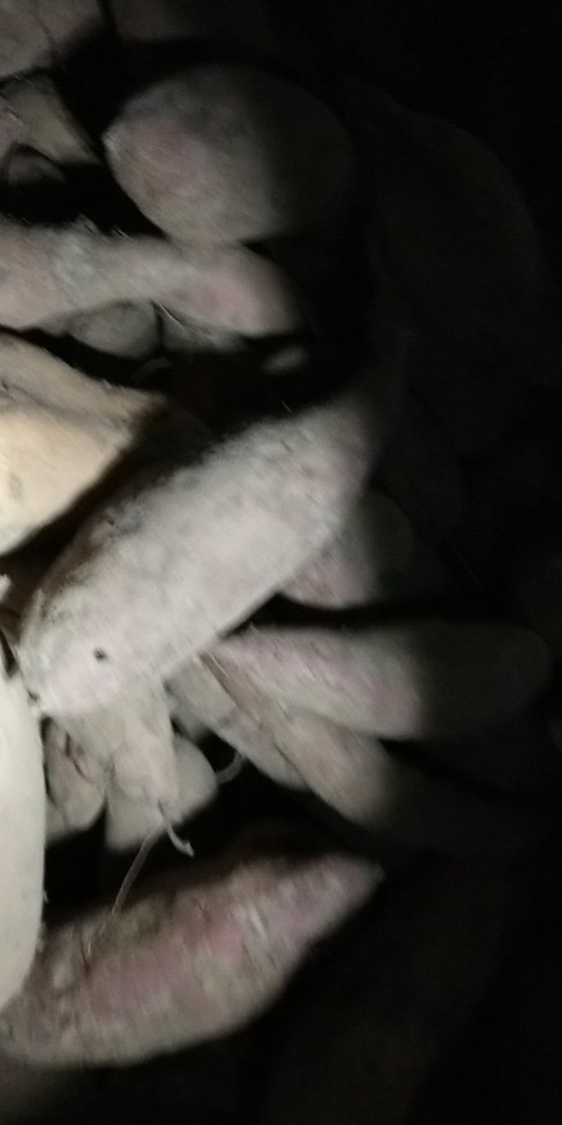 大量供应红薯品种有龙薯九，龙薯6o1，济薯二十六，西瓜红