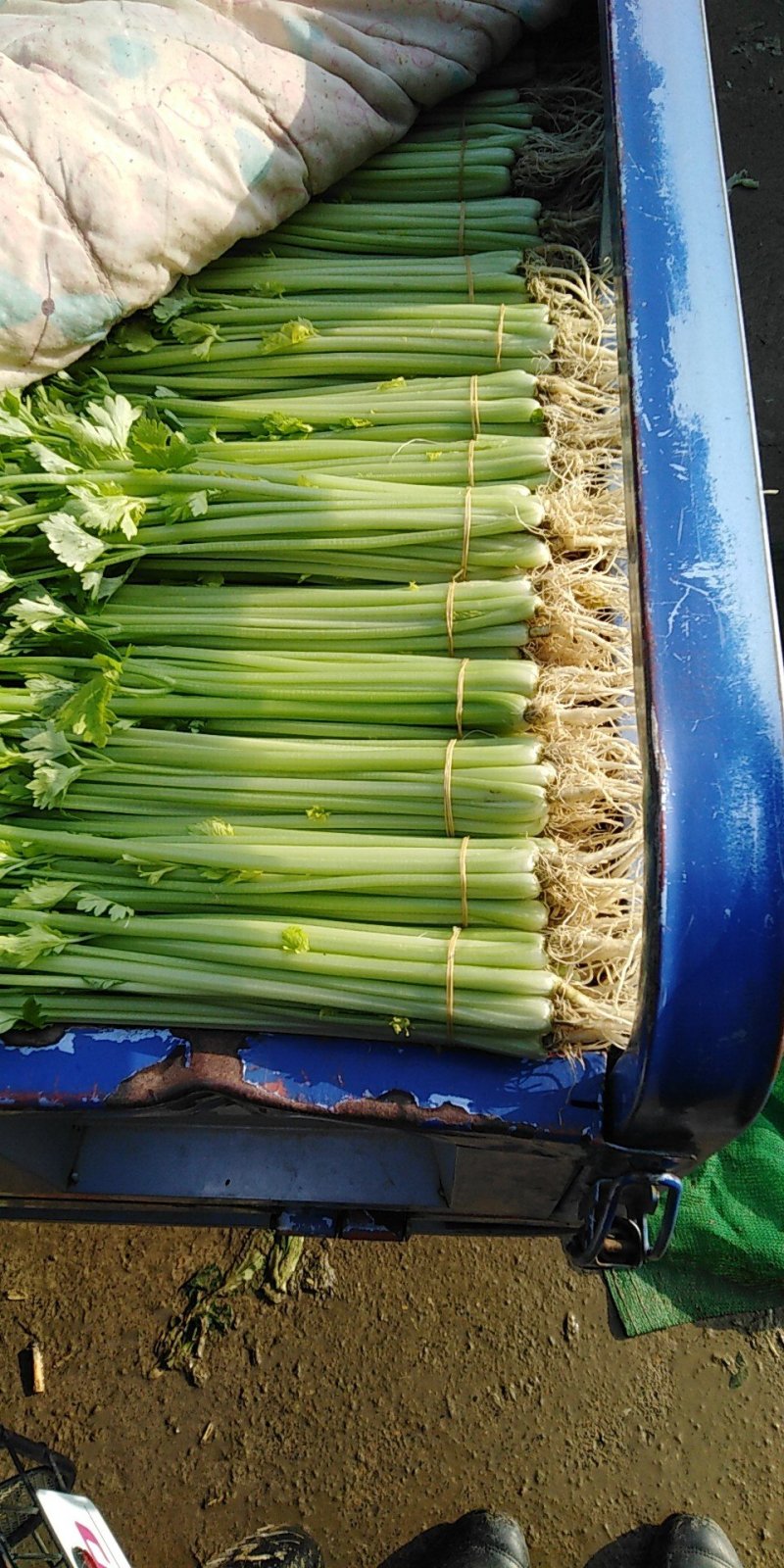 叶菜类