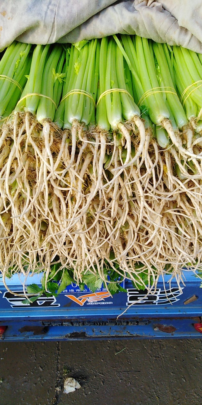叶菜类