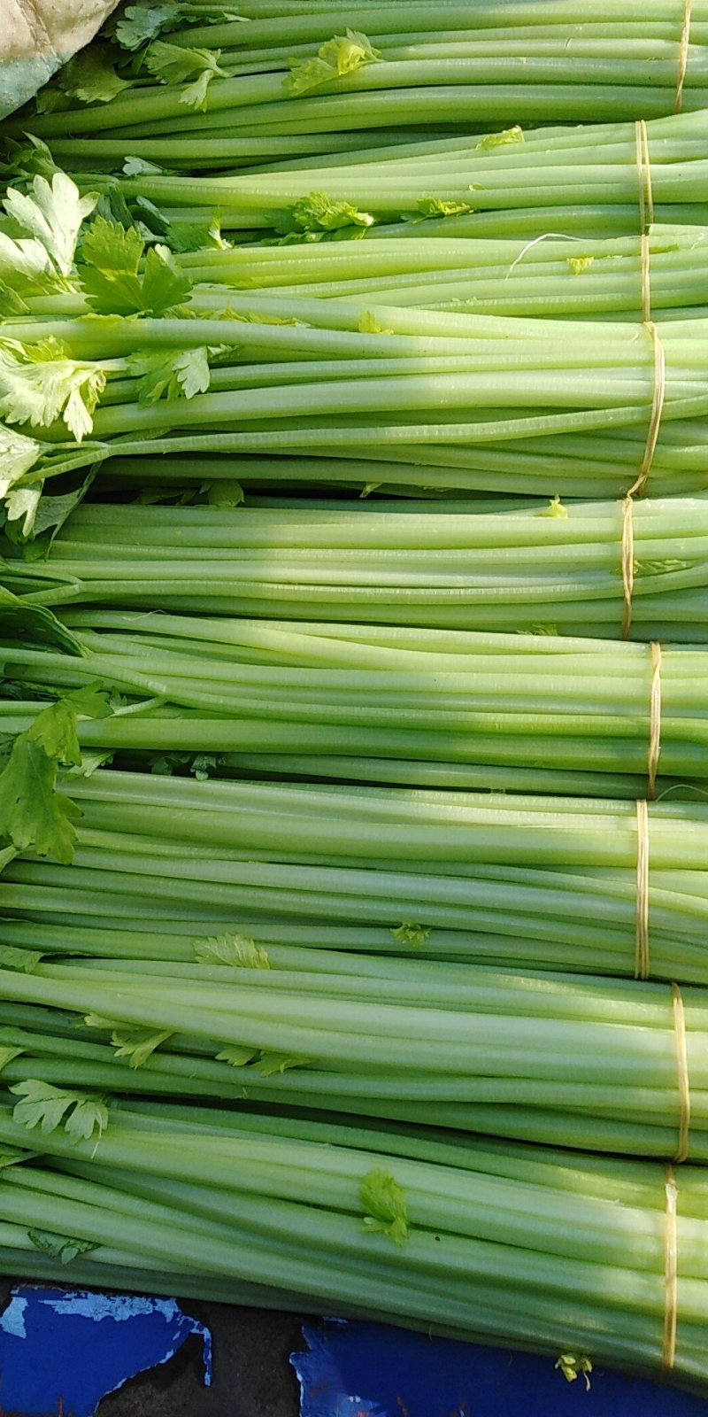 叶菜类