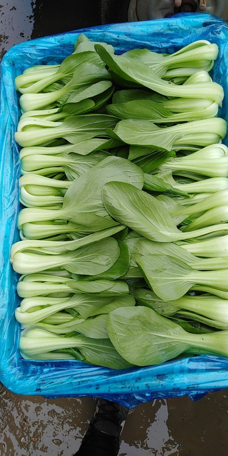 叶菜类