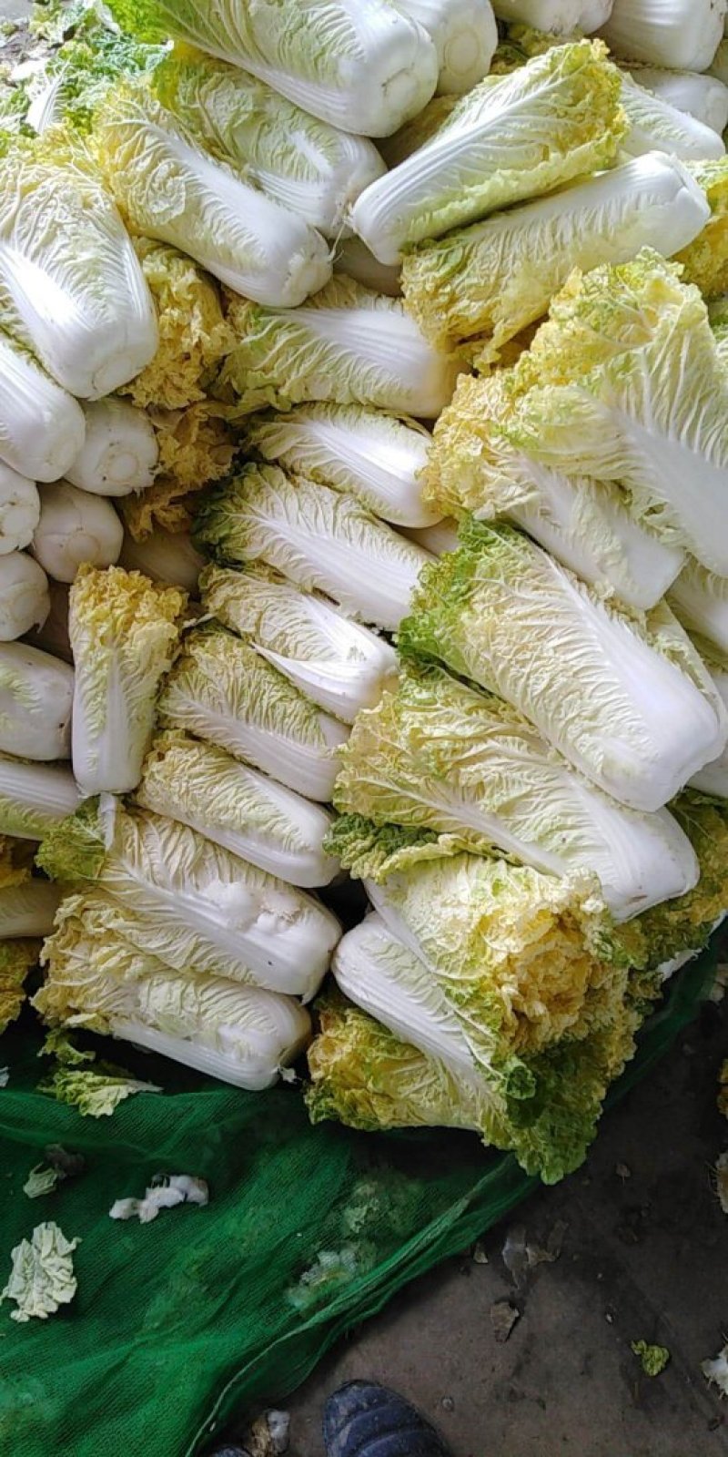 叶菜类