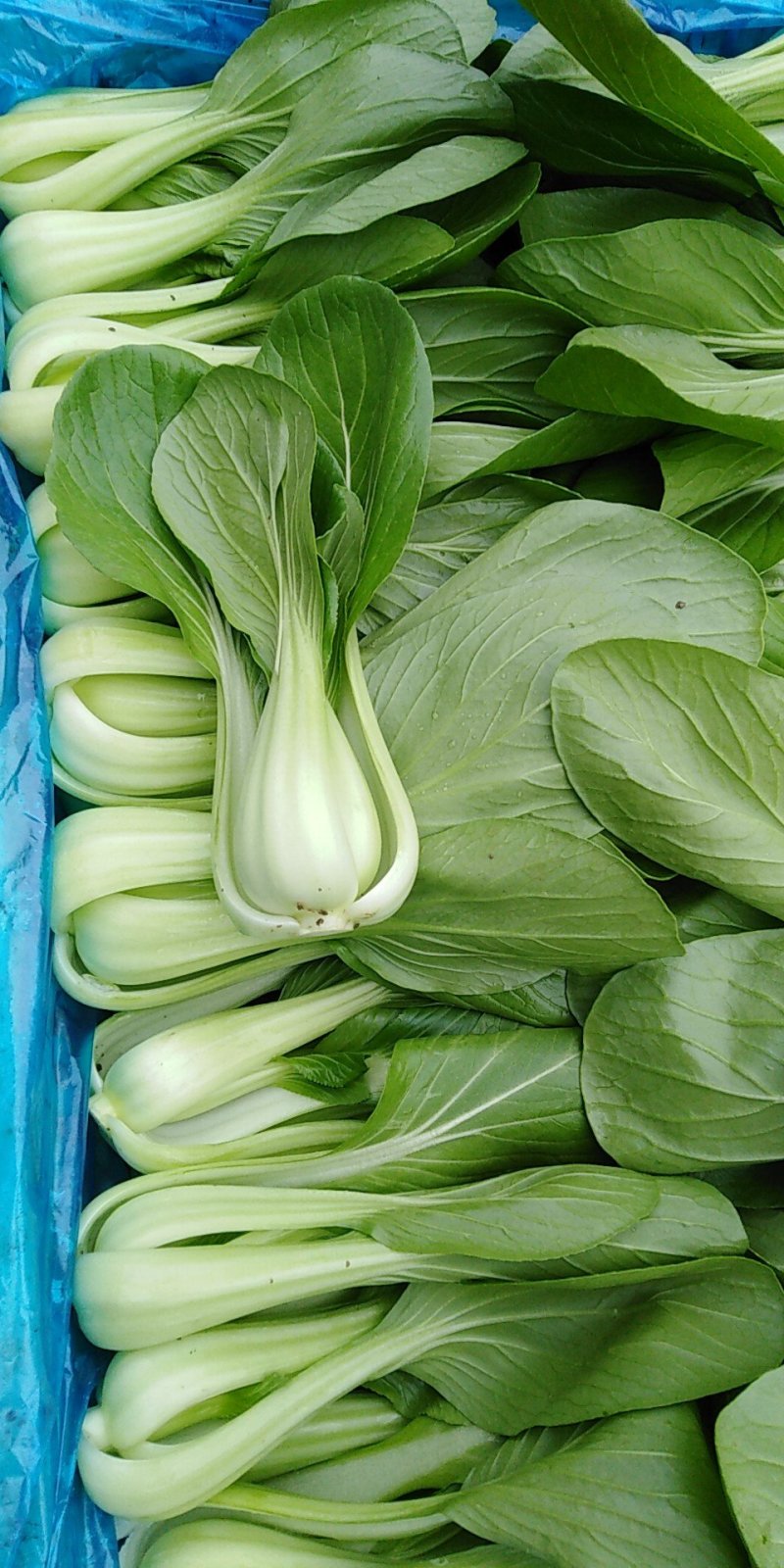 叶菜类