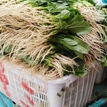 叶菜类