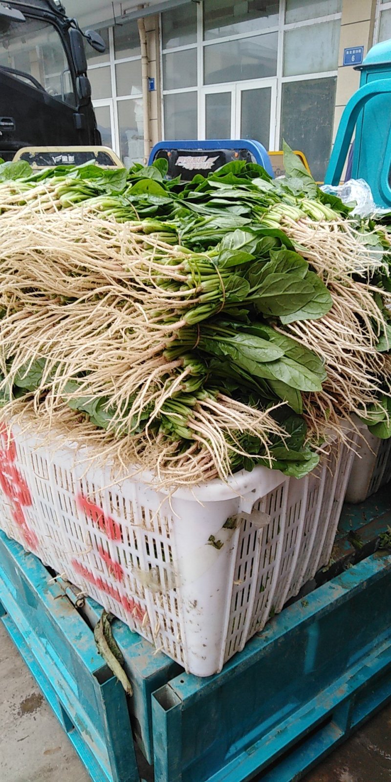 叶菜类