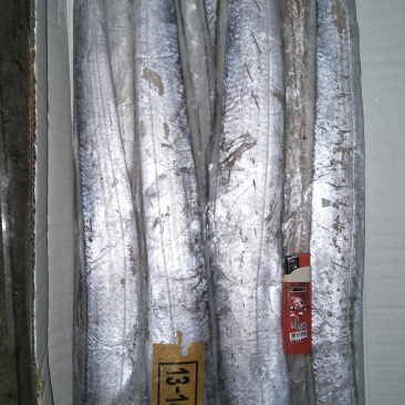 海水鱼类
