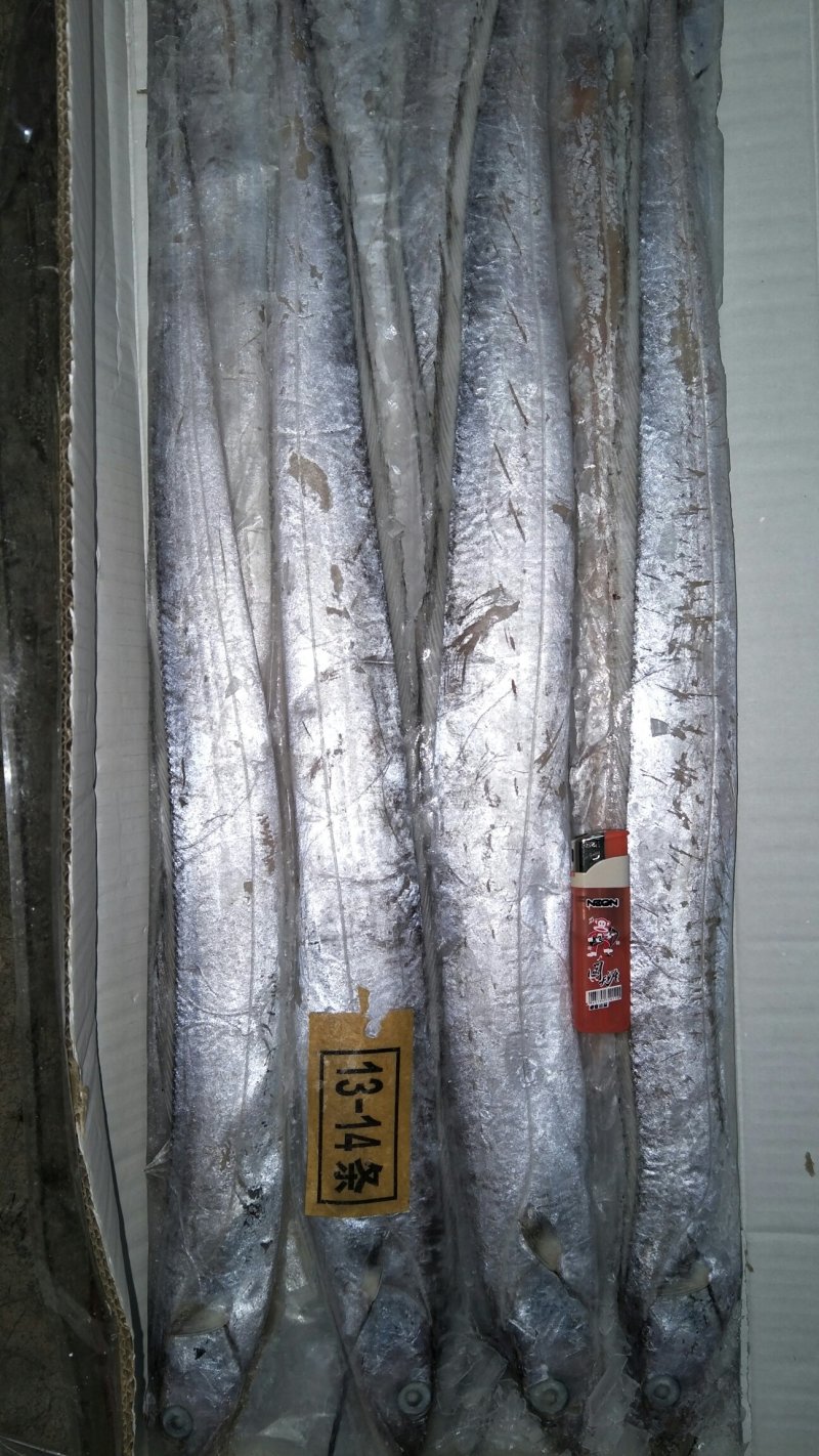 海水鱼类
