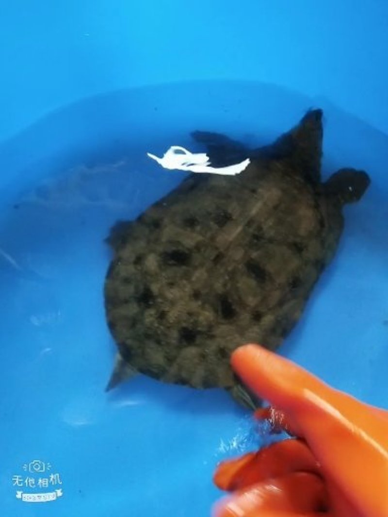 生态甲鱼