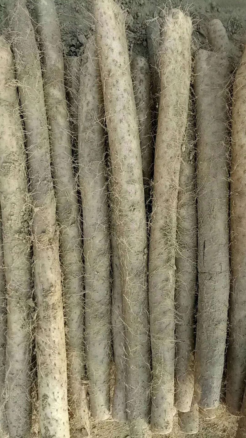 白玉山药