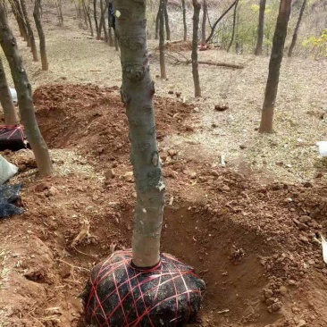 皂角树，皂角苗