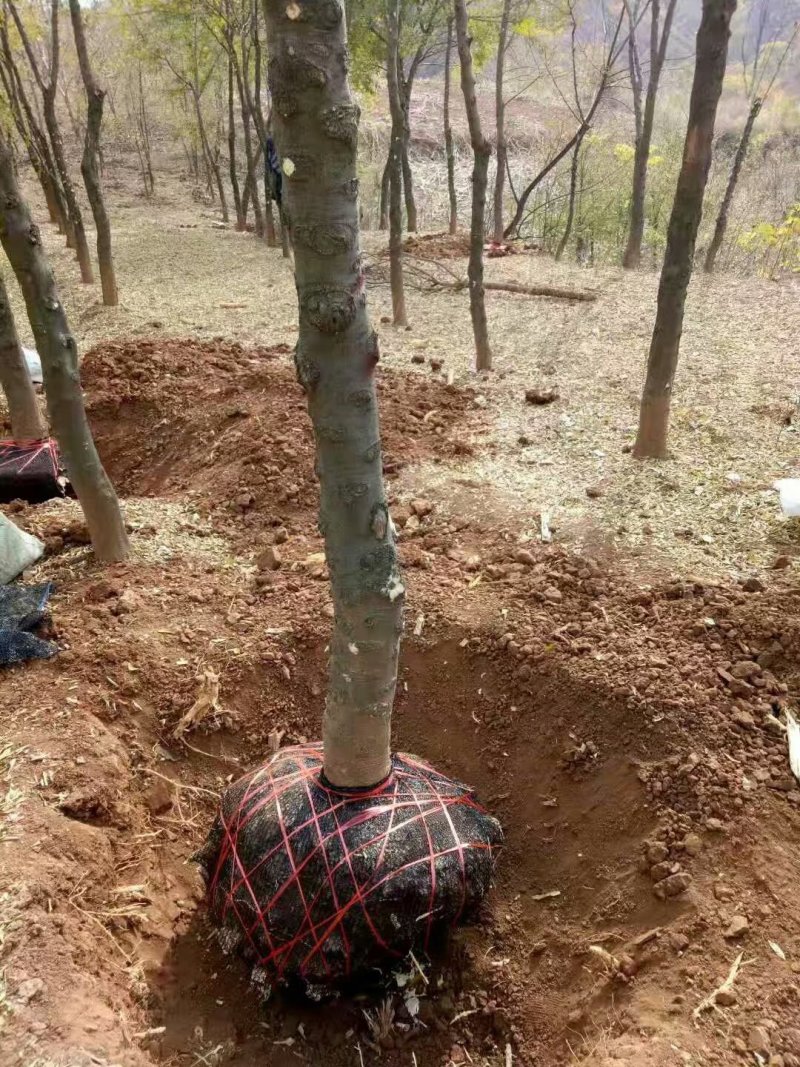 皂角树，皂角苗