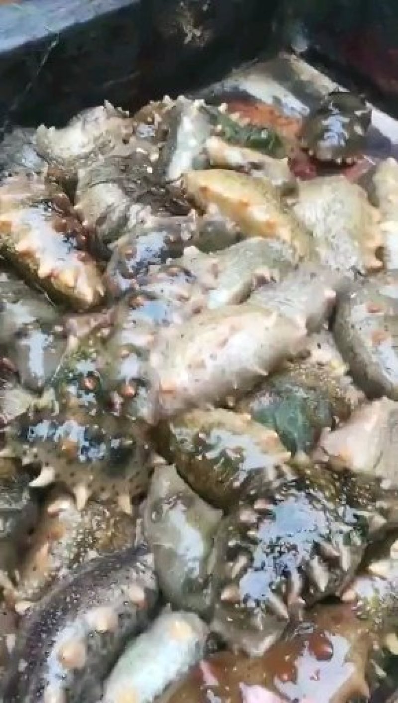 海参，鲜活海参，大连长海县海叁，辽参