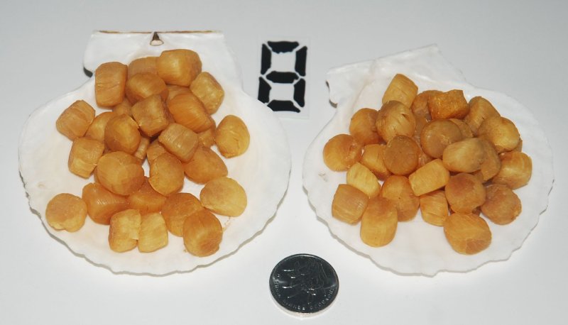 大连元贝，水产干货，干瑶柱，干贝，扇贝干，夏夷贝干，