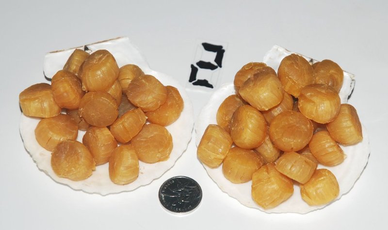 大连元贝，水产干货，干瑶柱，干贝，扇贝干，夏夷贝干，