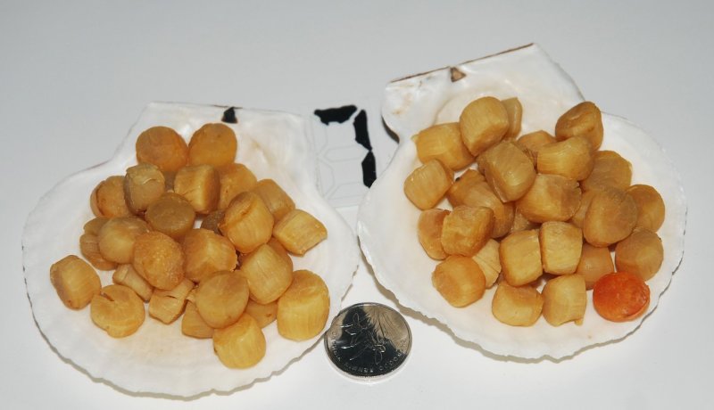 大连元贝，水产干货，干瑶柱，干贝，扇贝干，夏夷贝干，