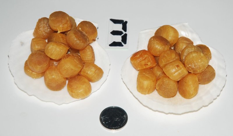 大连元贝，水产干货，干瑶柱，干贝，扇贝干，夏夷贝干，