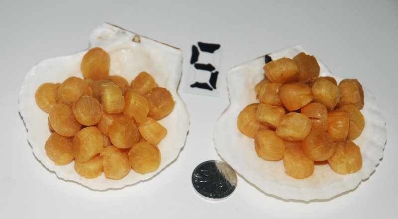 大连元贝，水产干货，干瑶柱，干贝，扇贝干，夏夷贝干，