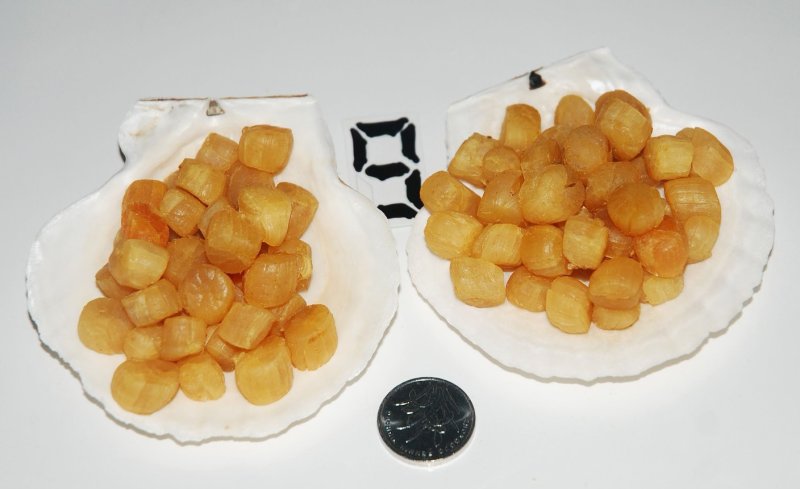 大连元贝，水产干货，干瑶柱，干贝，扇贝干，夏夷贝干，